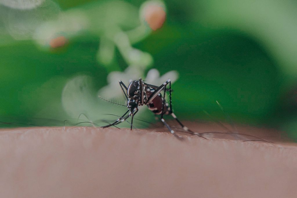 Cómo-saber-si-una-picadura-de-mosquito-es-grave