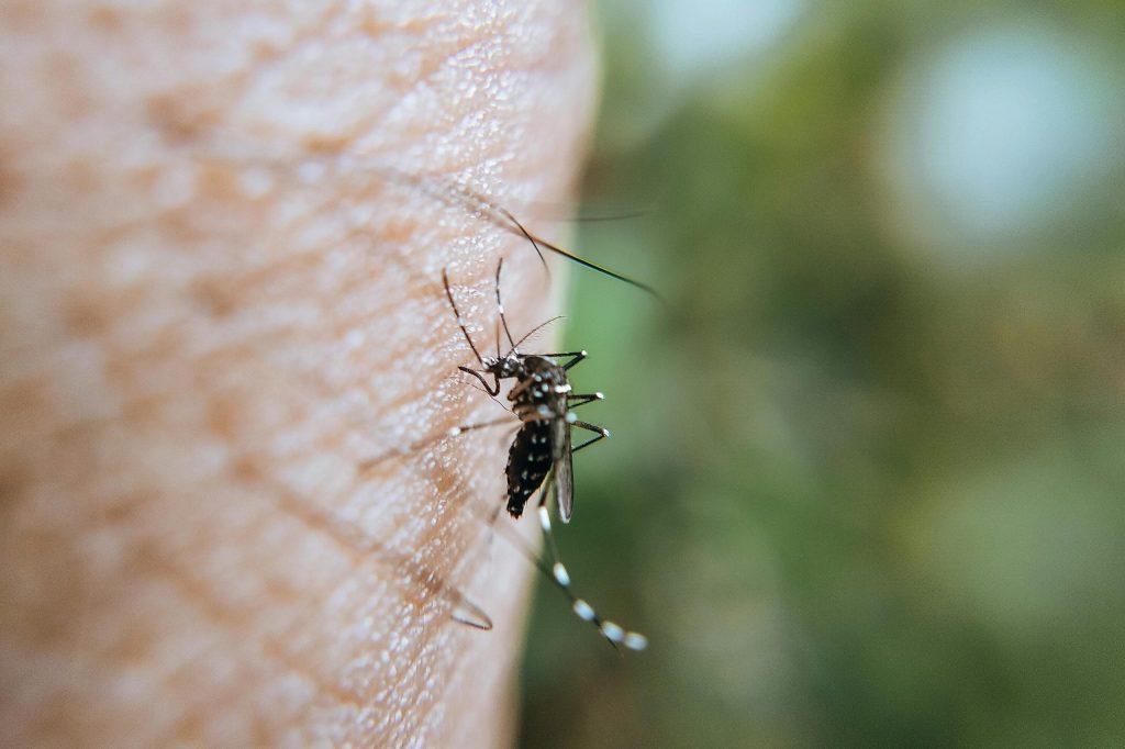 ¿Por qué los mosquitos me pican tanto?
