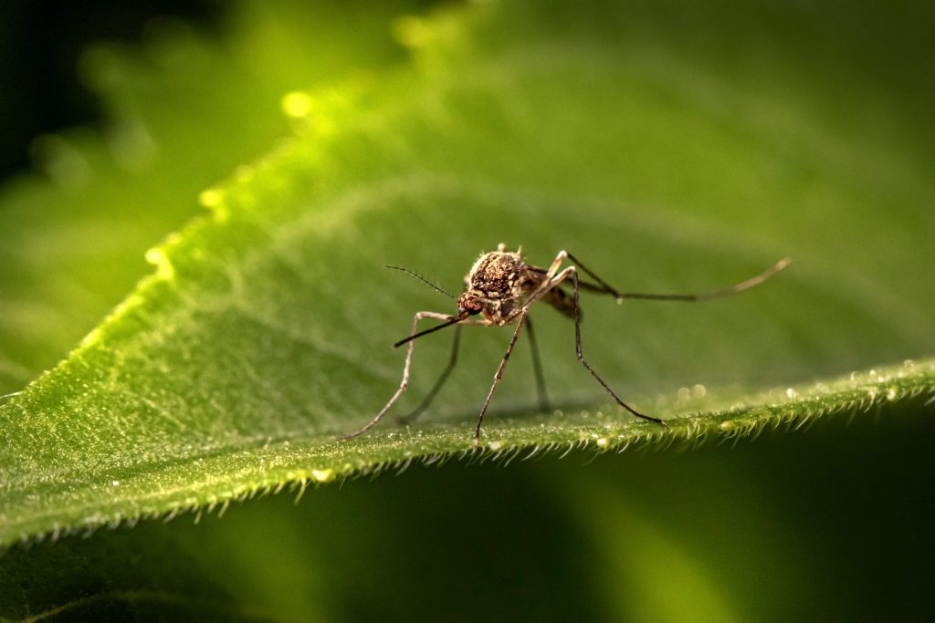 Estos-son-los-mosquitos-más-peligrosos-y-lo-que-hay-que-tener-en-cuenta