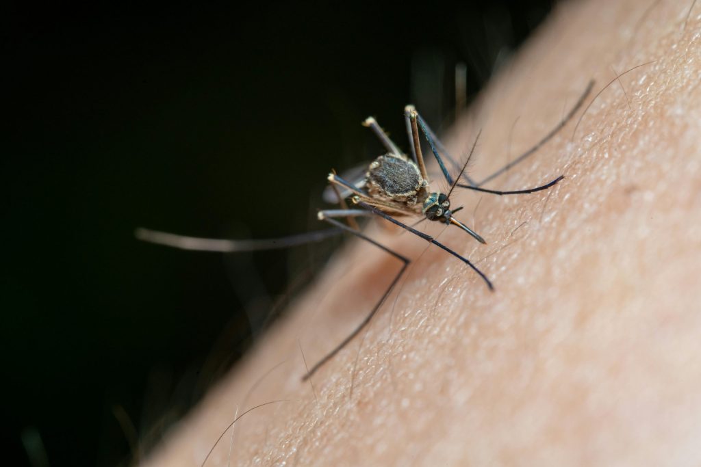 Cómo-aliviar-una-picadura-de-mosquito